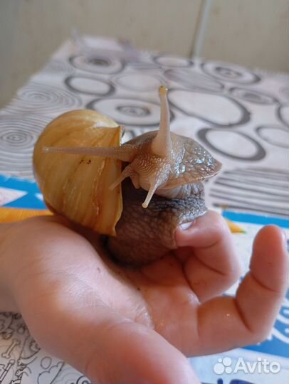 Улитки ахатины бесплатно