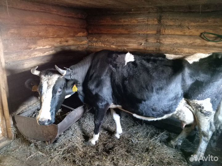 Продаем корову