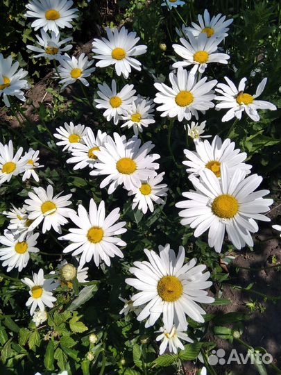 Ромашка садовая крупная