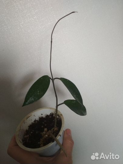 Хойя карноза