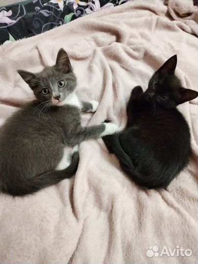 Котята отдам