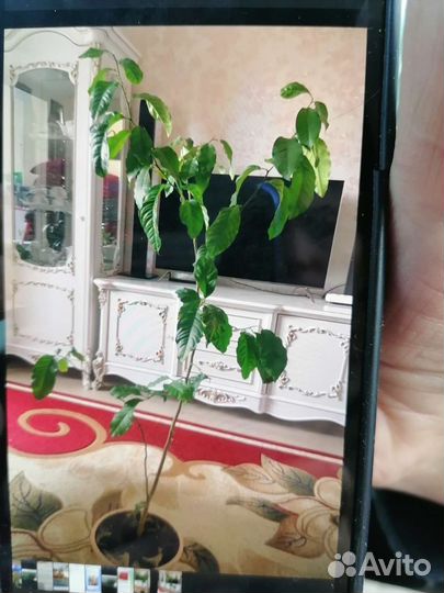 Лимон плодоносящий