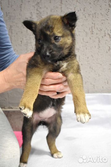 Щенок в добрые руки