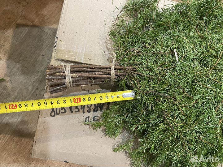 Можевеловый веник для бани,свежий