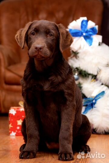 Щенки лабрадора