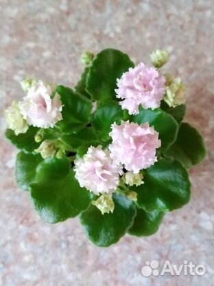 Сортовые фиалки мини/полумини