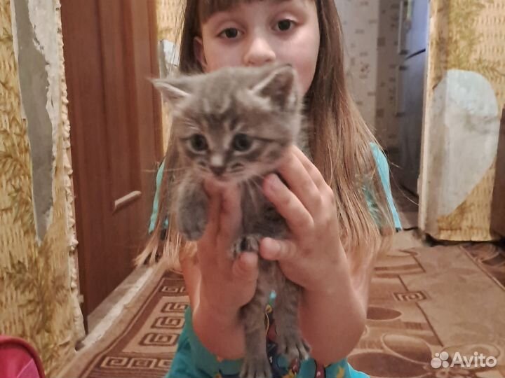 Отдаём котят в добрые руки