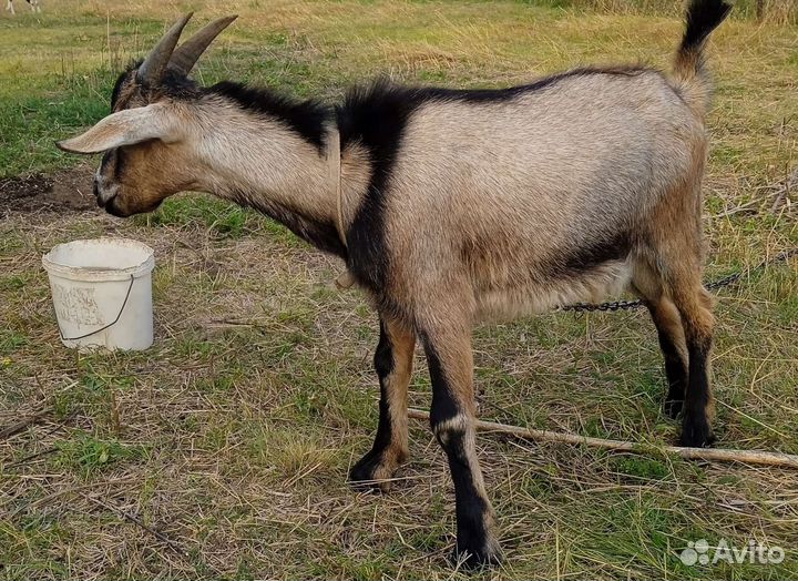 Козлы на племя