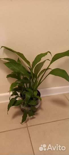 Спатифиллум