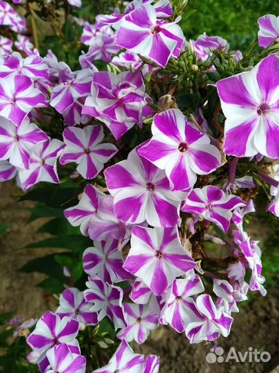 Цветы для дачи