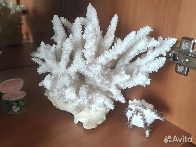 Коралл для аквариума