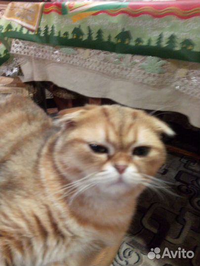 Шотландский кот вязка