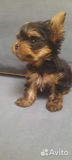 Йоркширский терьер