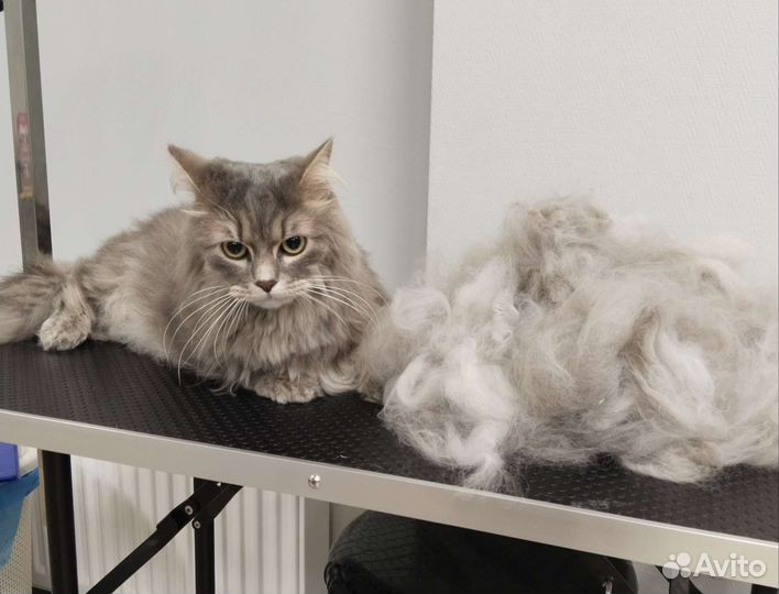 Добрый грумер. Стрижка собак и кошек