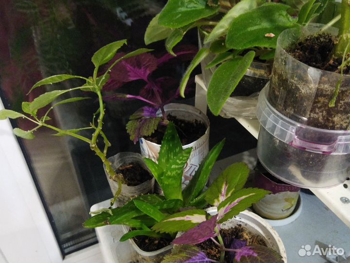 Комнатные цветы: колеусы, фиалки, герань, традеска