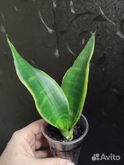 Сансевиерия Блэк даймонд