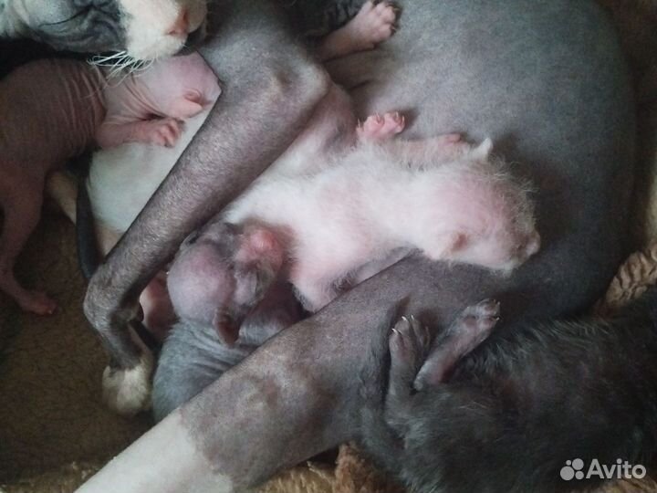 Котята сфинксов