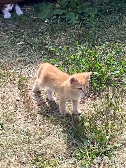 4 рыжих котенка бесплатно