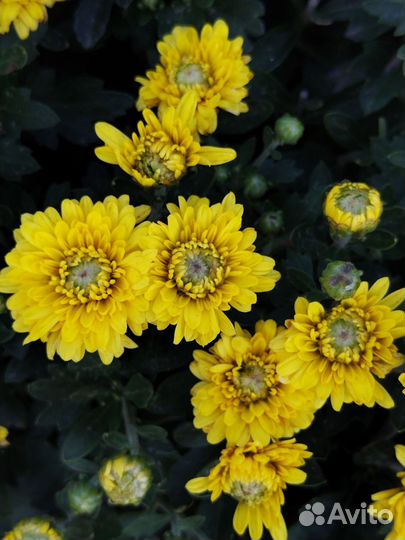 Хризантемы мультифлора