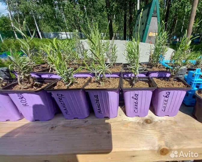 Лаванда черенки