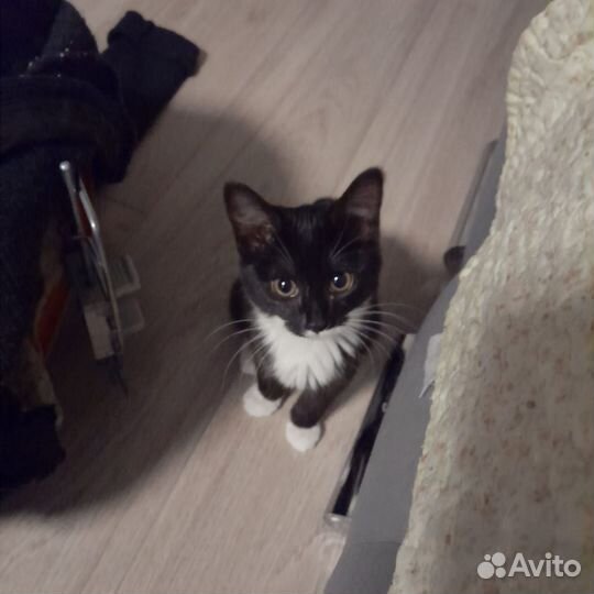 Котята,3 мес
