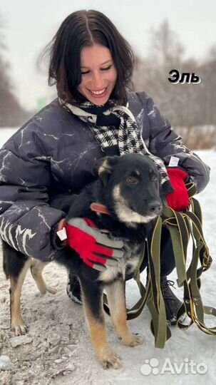 Собака в добрые руки