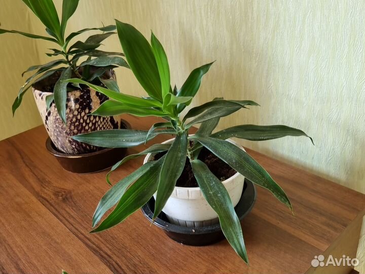 Олеандр укорененый