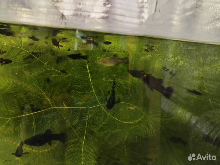 Рыбки моллинезии, гуппи, растения