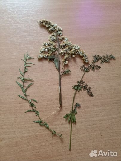 Гербарий, листья и травы для поделок