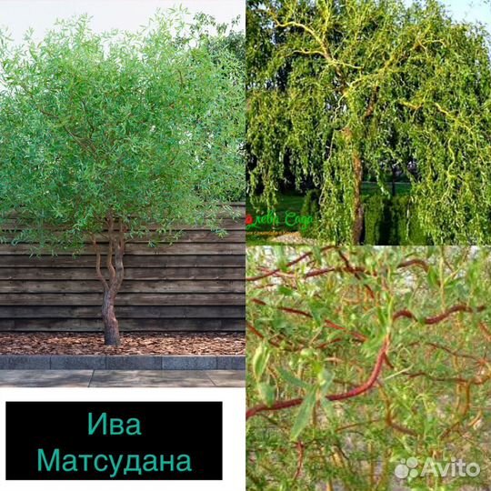 Ива матсудана