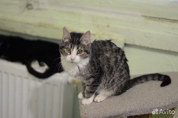 Спасите котенка