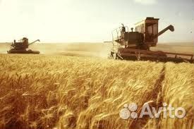 Комбикорма пшеница ячмень ракушка витамины