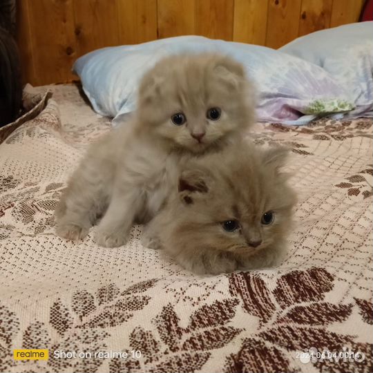 Шотландские котята