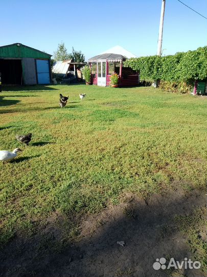 Куры молодки