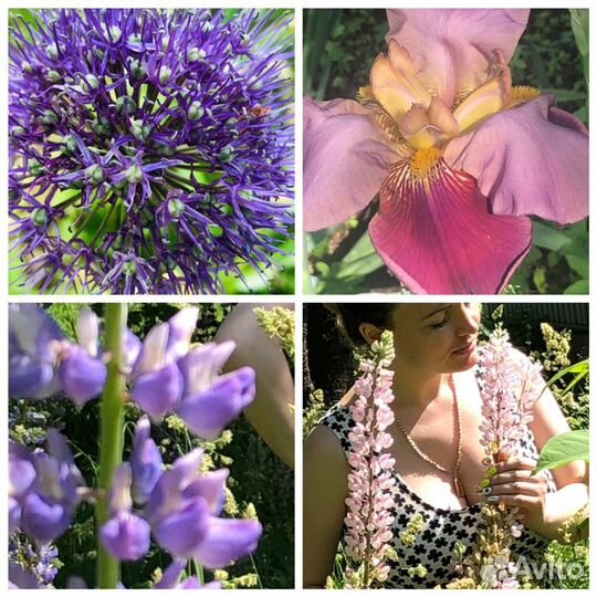 Садовые растения и цветы