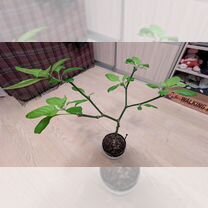 Сверх острый перец Dragon Breath