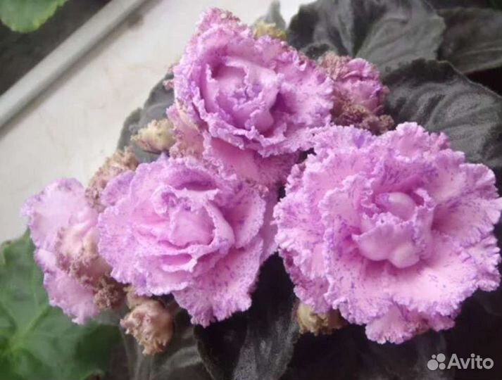 Фиалка, лист