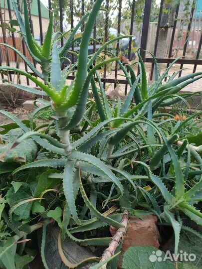 Комнатные цветы алоэ