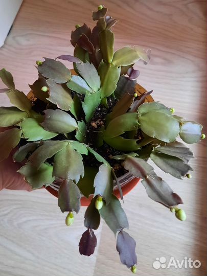 Декабрист белый