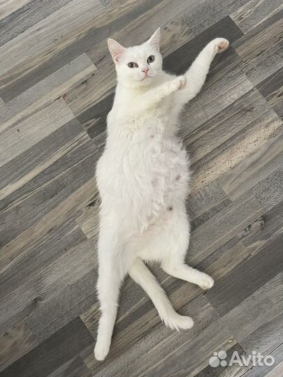 Котята сибирской кошки