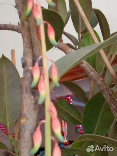 Каланхоэ декоративный вид, обычный каланхоэ