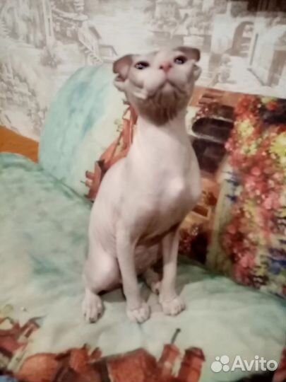 Котёнок Левкой