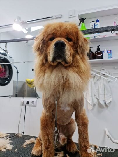 Собачья шерсть пух