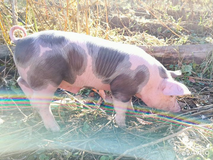 Поросята породы пьетрен