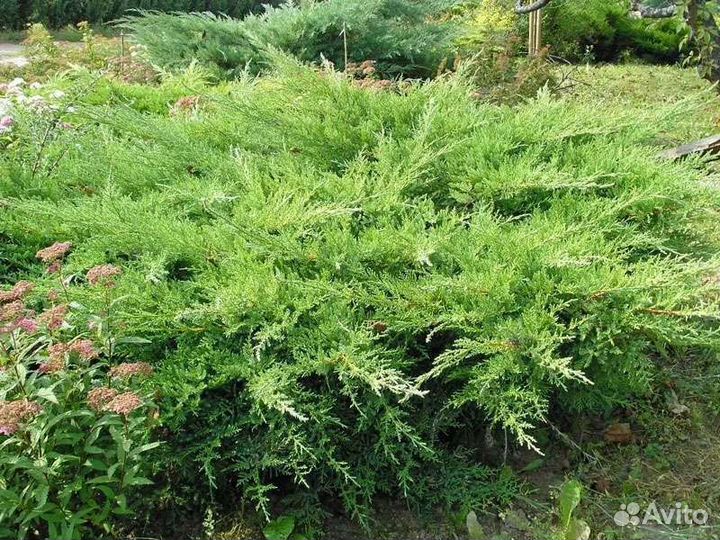 Можжевельник казацкий Рокери Джем