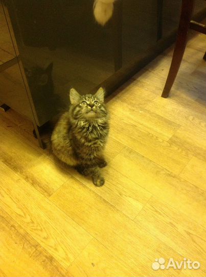 Кошка 1,5 месяца девочка породистая