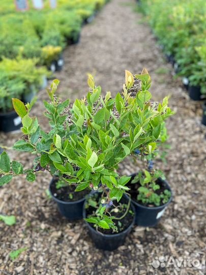 Саженцы голубики