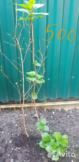 Гортензия крупнолистная