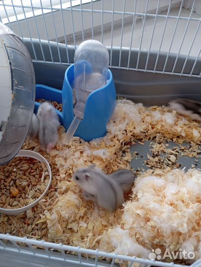 Джунгарский хомяк