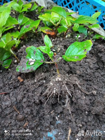 Гортензия метельчатая черенки